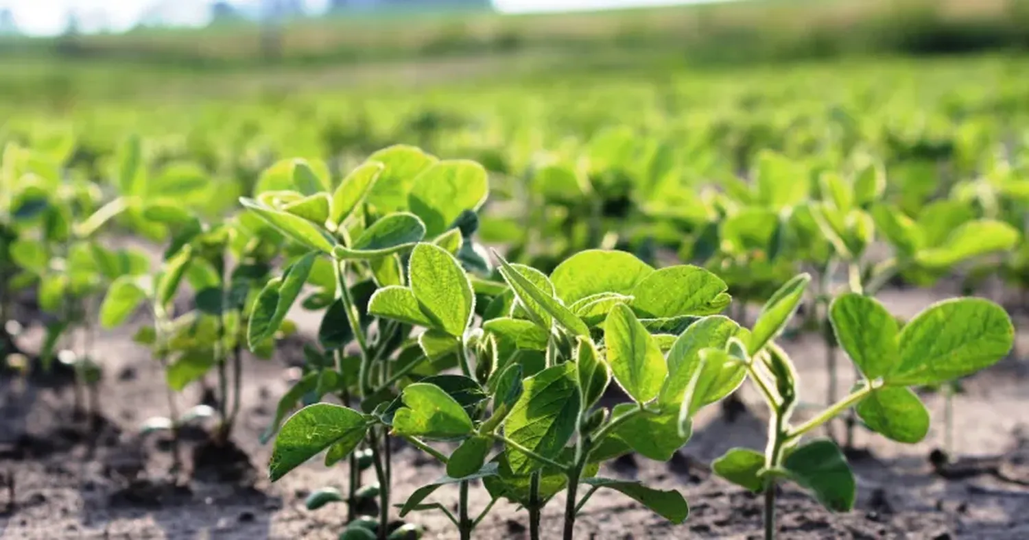 Precisiones en el informe semanal de la Guía Estratégica para el Agro (GEA) de la Bolsa de Comercio de Rosario.