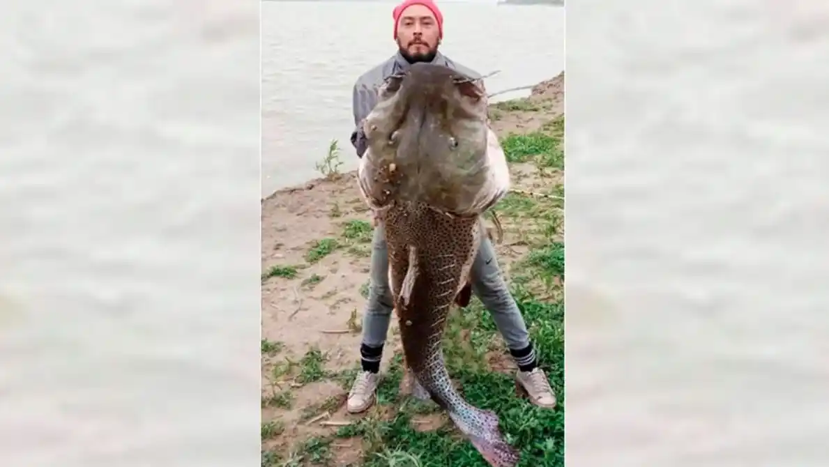 Pescó un surubí de 40 kilos en el río Paraná y contó cómo lo hizo