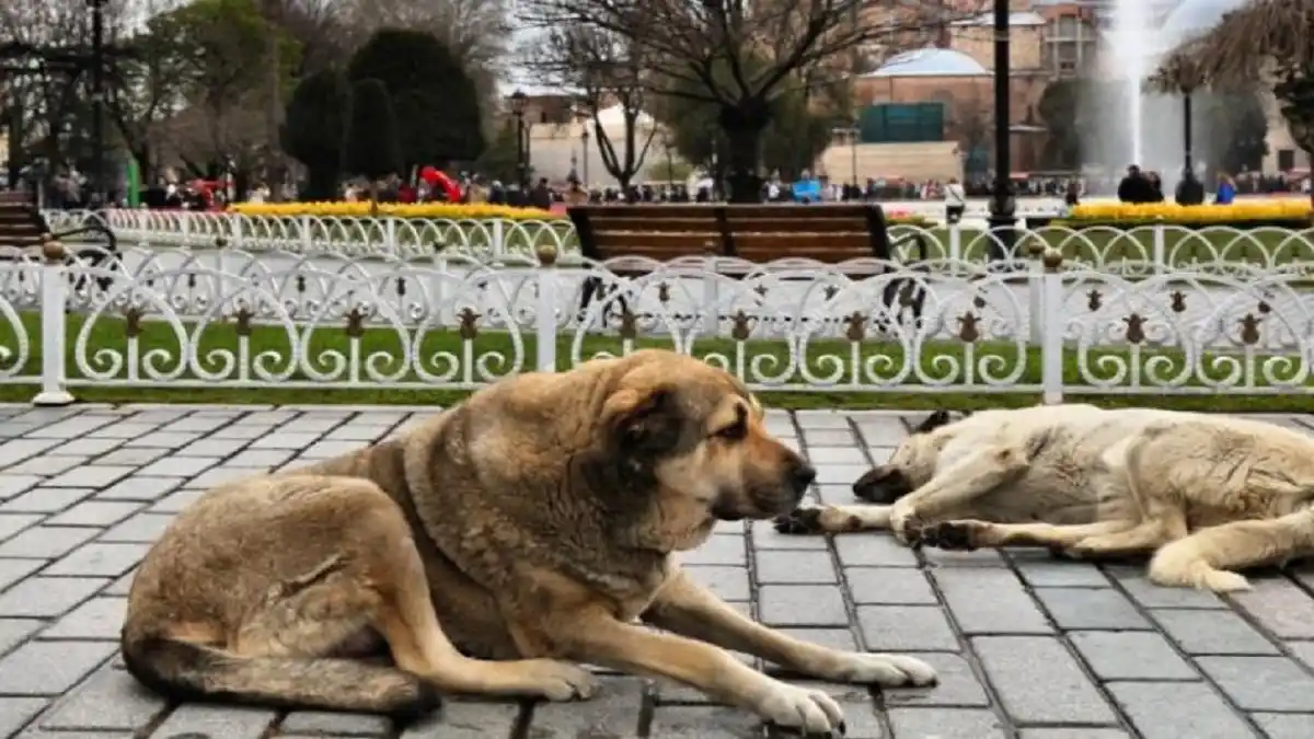 PARLAMENTO TURCO APRUEBA POLÉMICA ley que permite sacrificar perros callejeros