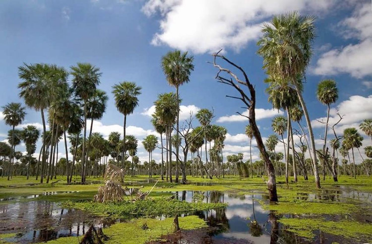 Resaltan importancia de una legislación para preservar ecosistemas de transición