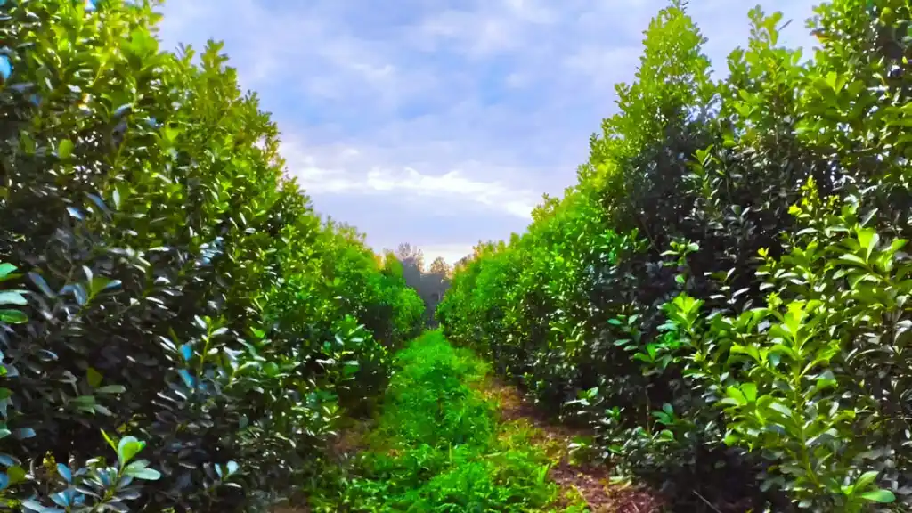 Producción orgánica de yerba mate en Misiones