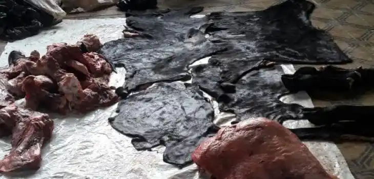 Siete detenidos por abigeato en Videla