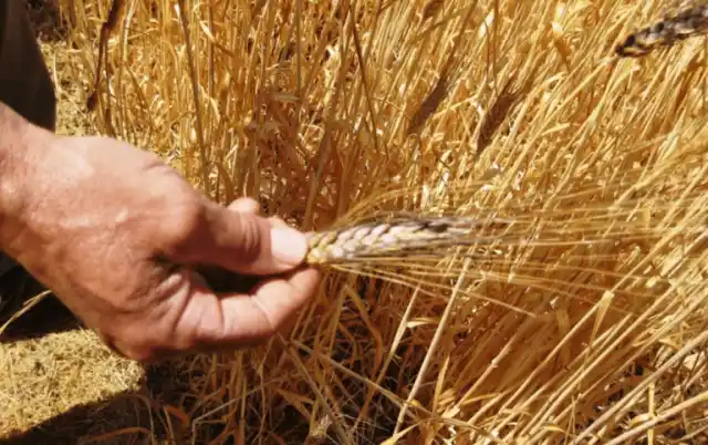 Desplome para el precio del trigo: soja y maíz también caen en Chicago
