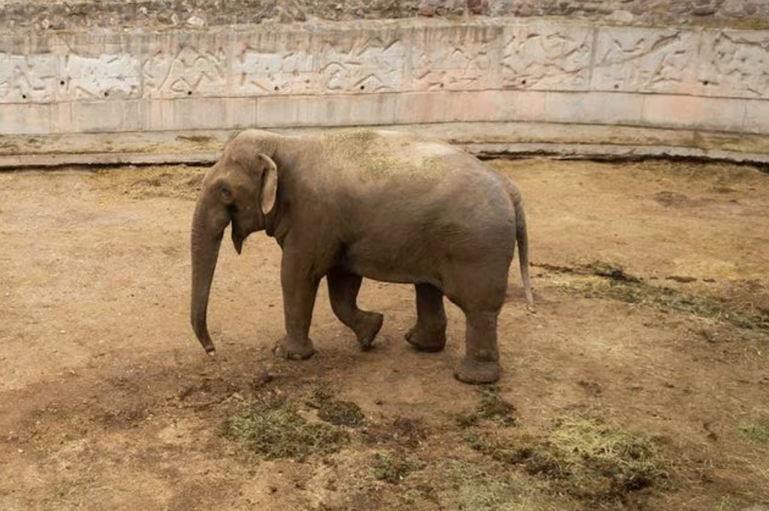 Tamy tiene 53 años, es un animal geronte que llegó al antiguo zoológico de Mendoza