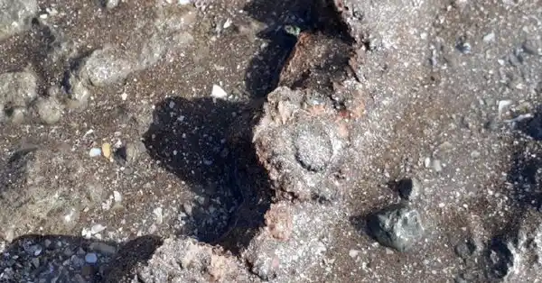 Periodista encontró un gliptodonte en Mar del Plata