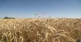 Trigo: Brasil aumentaría sus importaciones por una menor cosecha