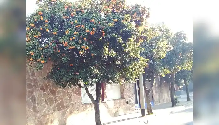 Los naranjos amargos, arbolado público y recuerdos de los dulces de Arco de Oro.