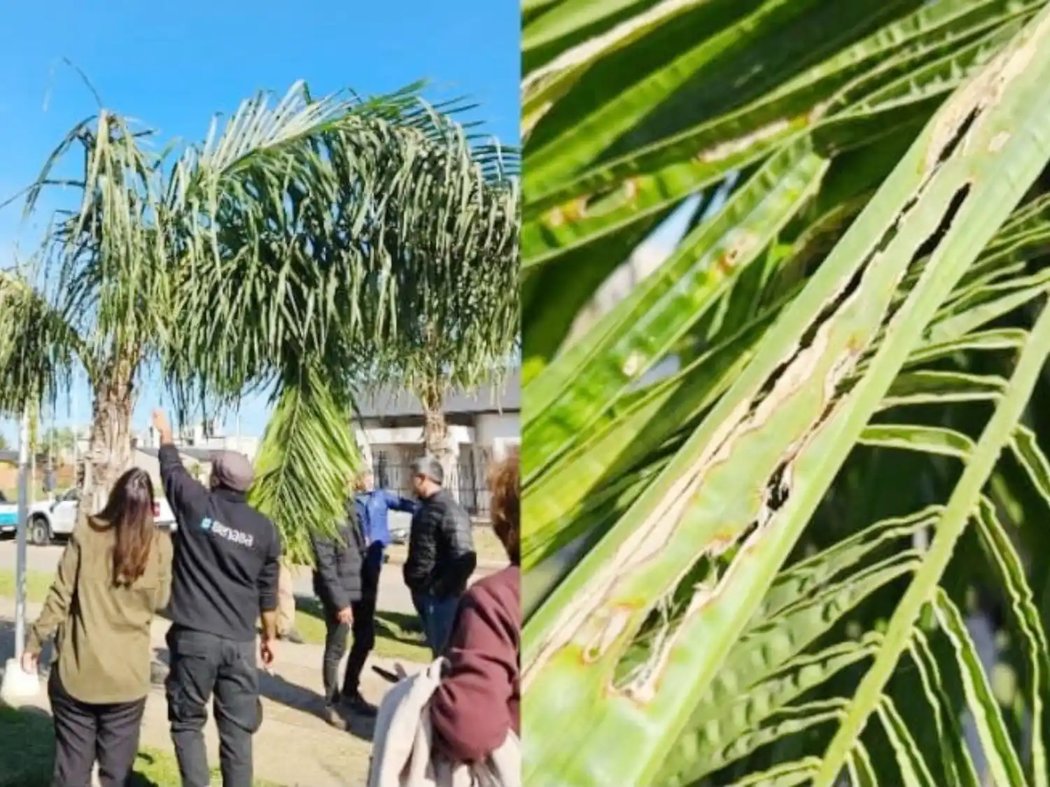 Concientizan sobre la detección temprana de la plaga picudo rojo de las palmeras
