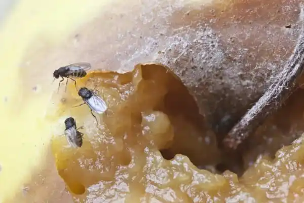 ¿Cómo se alimentan y cómo combatir a la mosquita de la fruta?