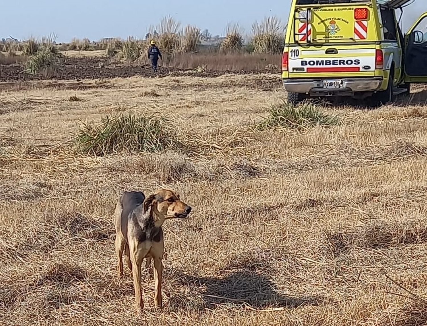 perra incendio