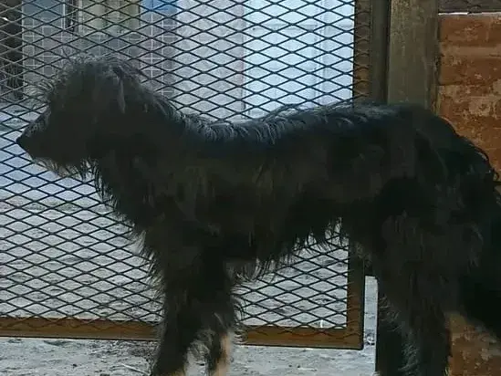 Perro perdido en el barrio 1° de Mayo