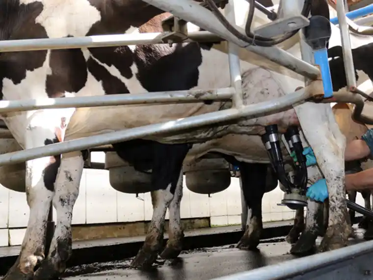 Las Buenas Prácticas Lecheras suman valor a los tambos entrerrianos