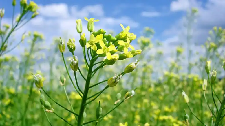 Esta campaña se retomaron los ensayos de camelina en la Chacra de Barrow