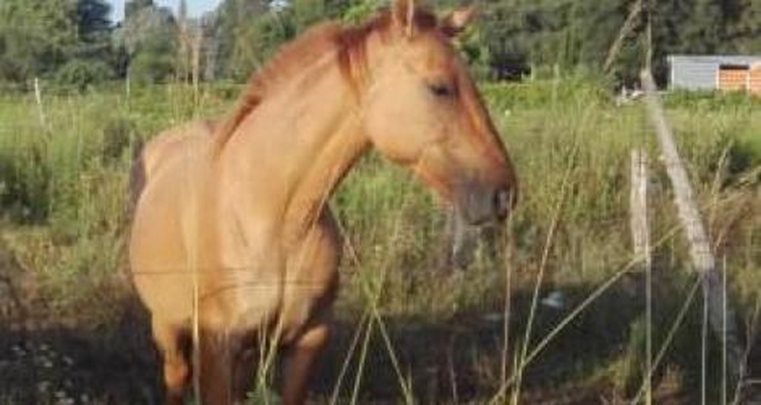 Buscan a una yegua robada en Los Aromos