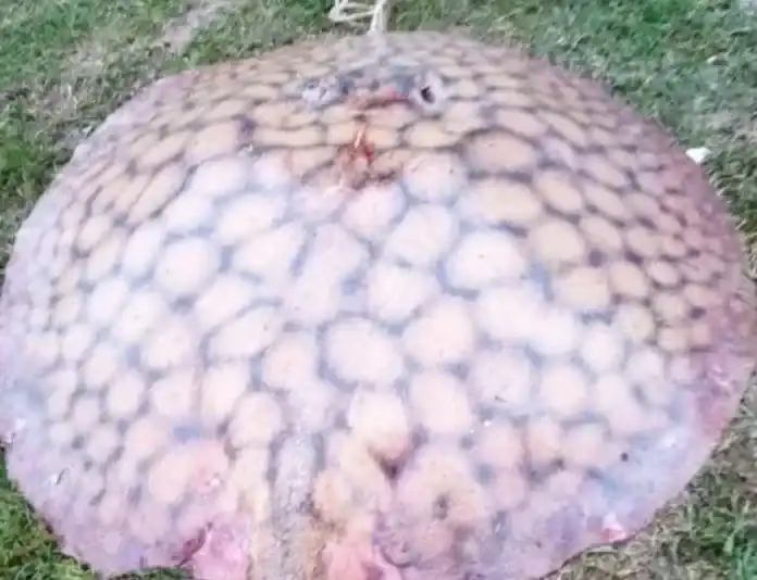 Dos hermanos de Santa Elena capturaron una raya de 100 kilos en el Paraná