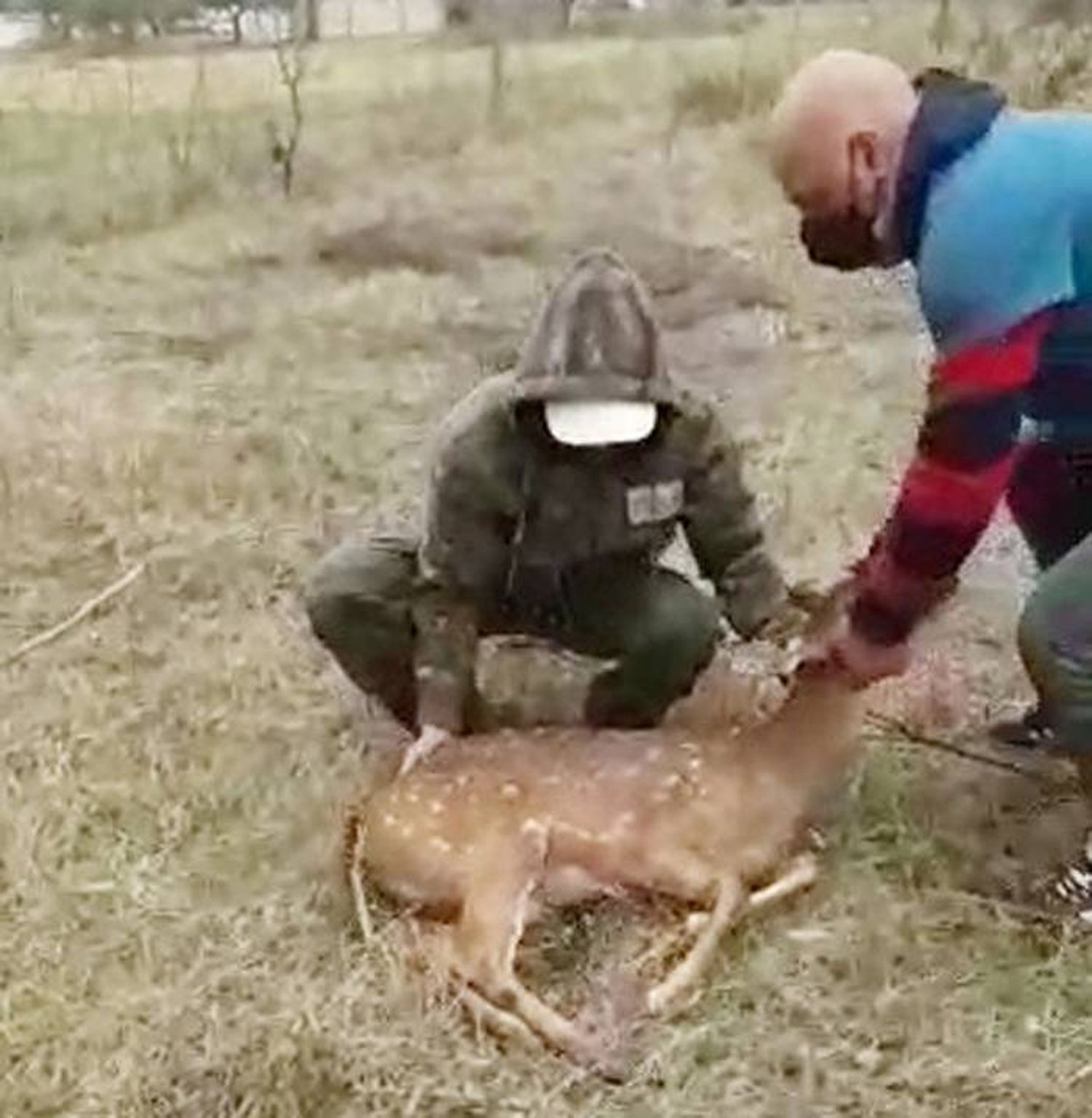 Trasladaron a una reserva en Colón al ciervo Axis que  apareció en la ciudad