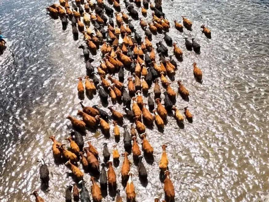 Quedan 200.000 vacunos en las islas del Paraná y preocupa el avance de las lluvias. Credito: Fernando Nicola