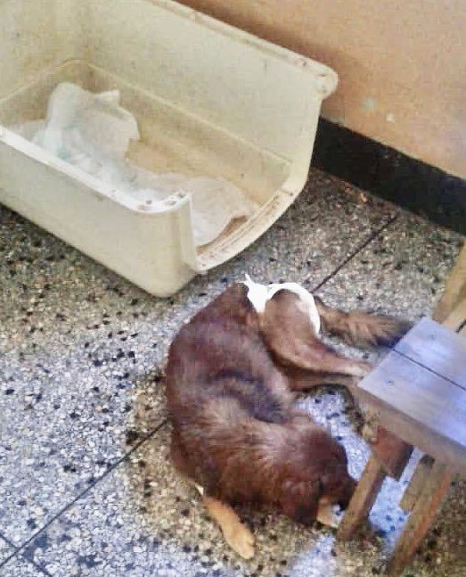 Capturadas madre e hija por golpear y castrar a un perro en Barinas