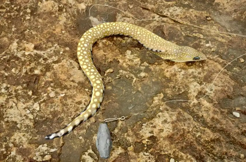 Hallan un pez con forma de serpiente en Mar del Plata