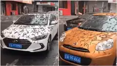 Impactantes imágenes: registran una “lluvia” de gusanos en China