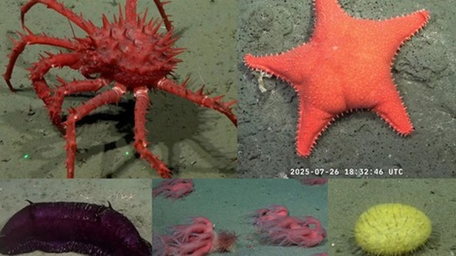 Dónde y cómo ver el stream en vivo desde las profundidades del mar argentino