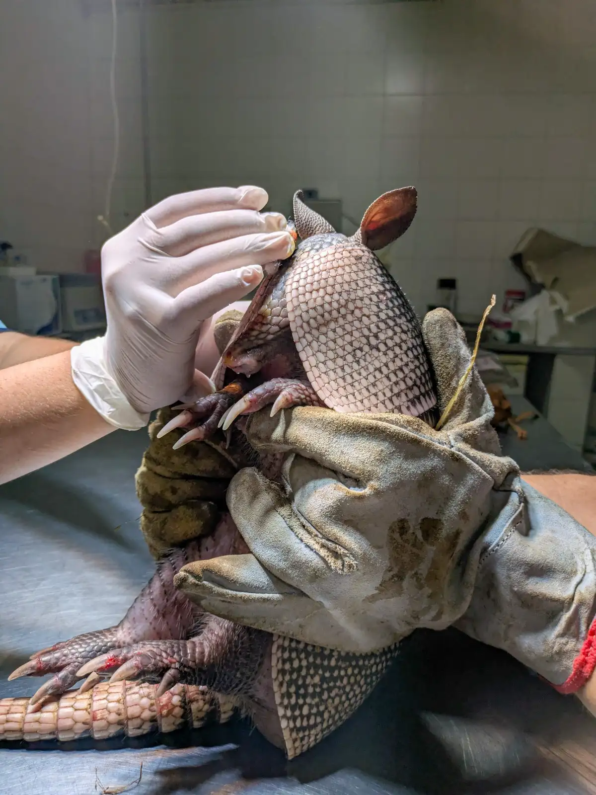 Tres animales silvestres rescatados y que estaban en cautiverio se recuperan en “La Esmeralda”