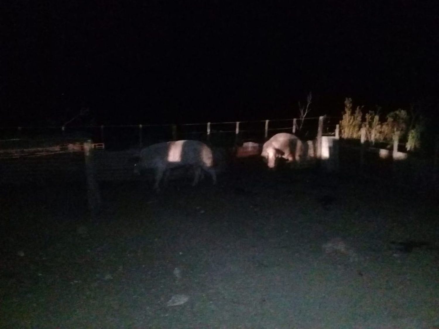 Recuperaron dos porcinos que habían sido robados en Vela