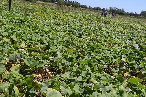 El Centro de Alimentos Municipal cuenta con más de 12 tipos de frutas y verduras