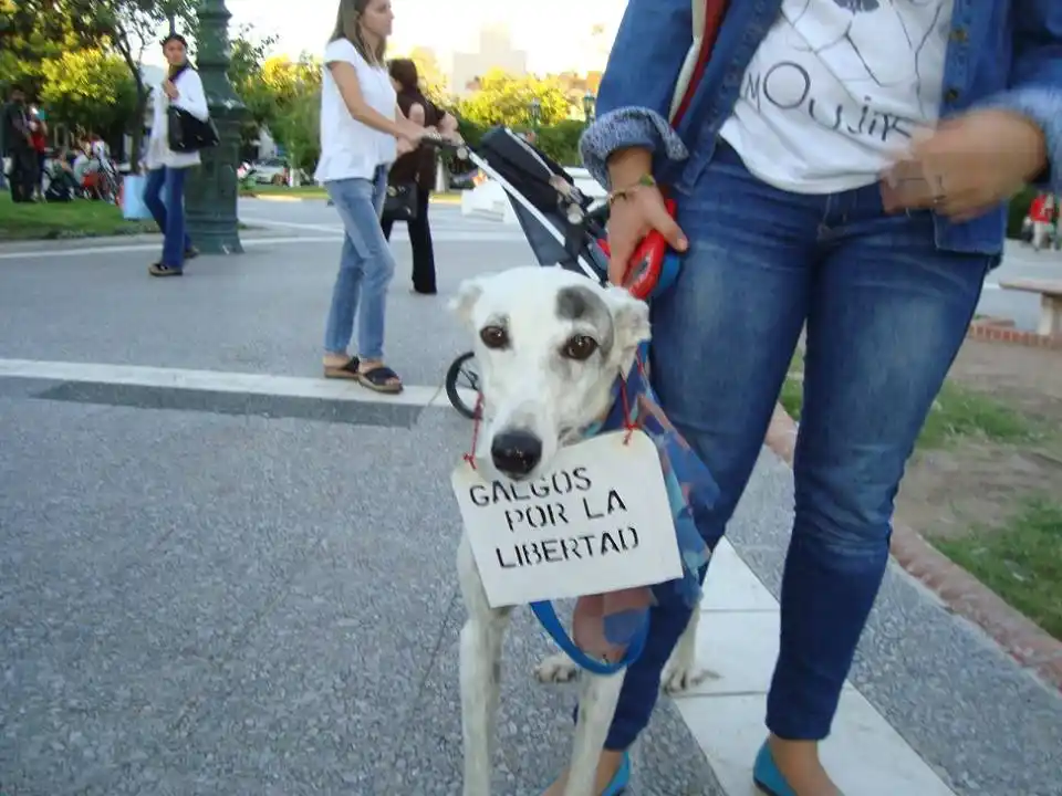 Fanáticos de las carreras de galgos, reunidos para evitar la prohibición