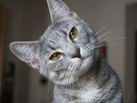 Dia Mundial del Gato: consejos para su cuidado y una tenencia responsable