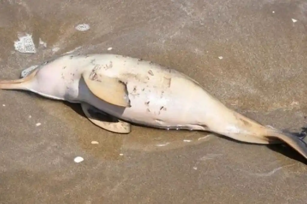Hallan dos delfines Franciscana muertos en la costa de Mar Chiquita