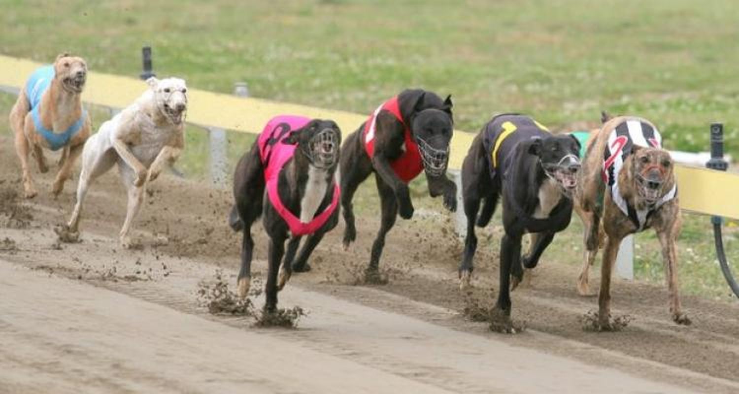 Derogarán la ordenanza que autoriza las carreras de galgos