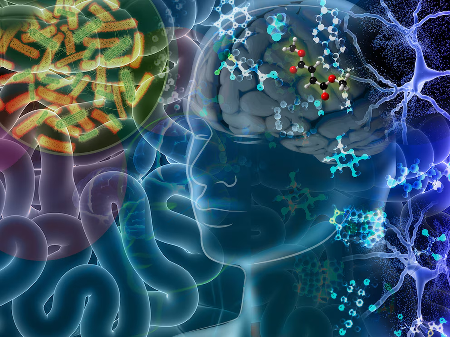 Desde el intestino a los pulmones: los efectos menos conocidos de la microbiota en la salud