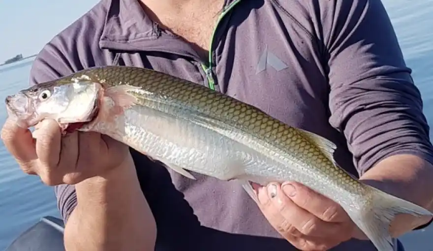 Madariaga palpita la Primera Fiesta del Pejerrey en la Laguna Salada Grande