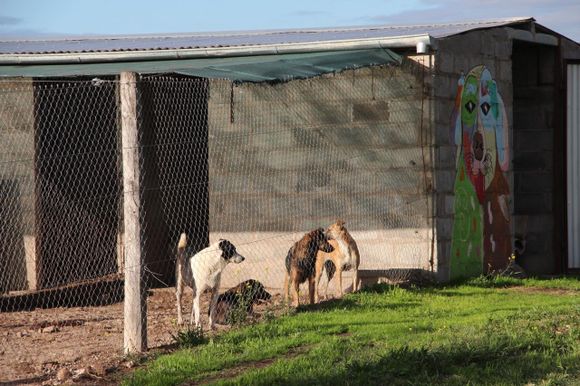 PACMA realiza “Todo por los viejis”, una feria para construirle un espacio a los perros más viejitos