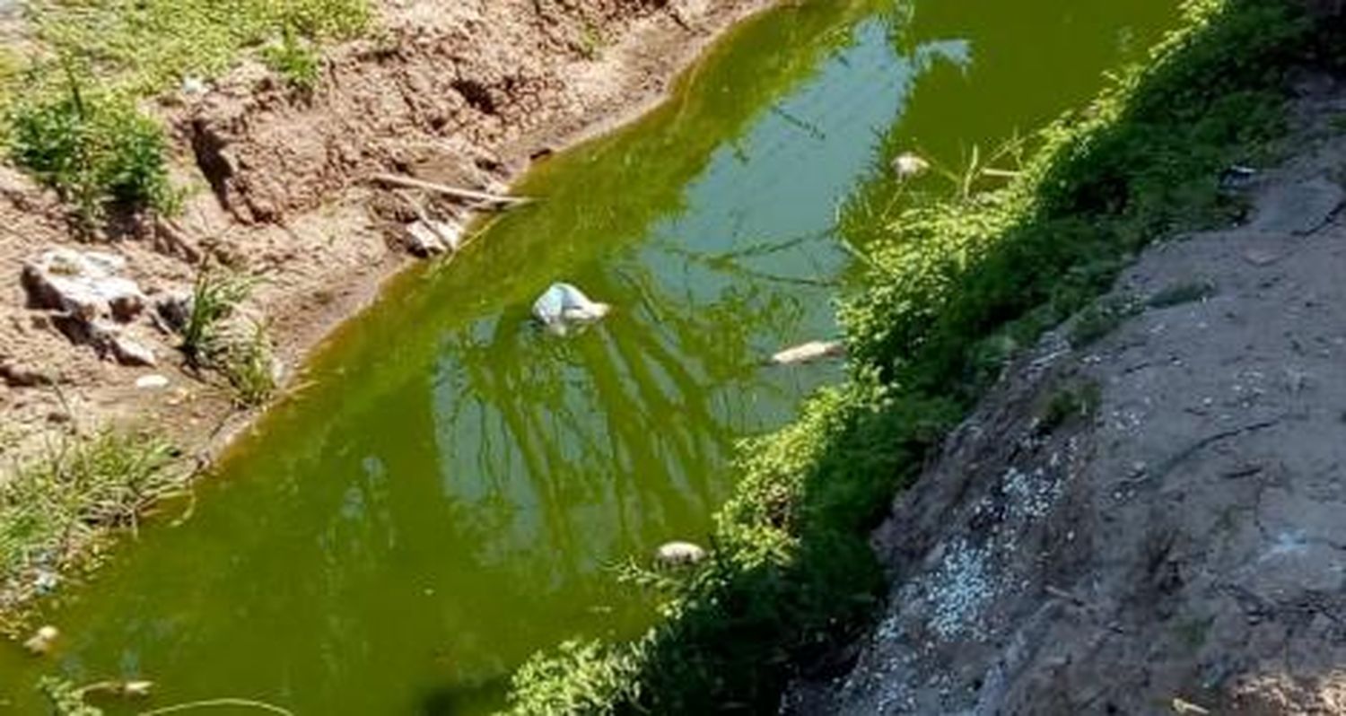 “No se aguanta el olor a podrido”