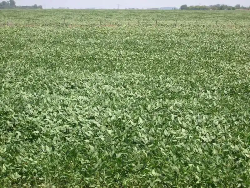 Comenzó la siembra de soja de primera 