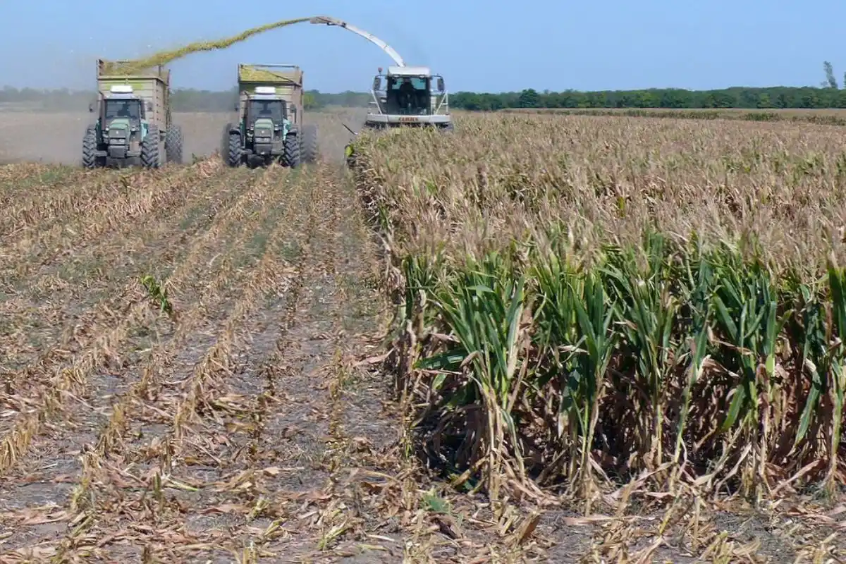 El rendimiento promedio de grano fue casi 3 toneladas menos (29,75 qq/ha) que los 79qq/ha de la campaña anterior.