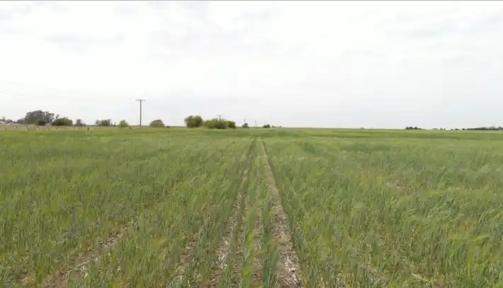 Estimaron una menor producción de cebada a raíz del déficit hídrico