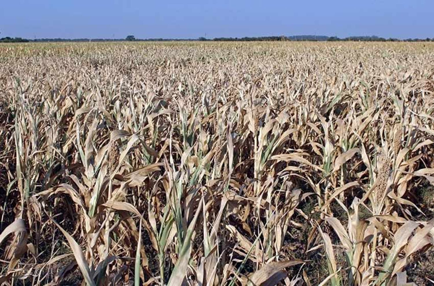 A pesar de las recientes lluvias, la sequía hizo estragos en la región: «Es un momento muy complejo»