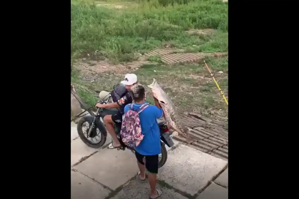 Video: pescaron un surubí y se lo llevaron en moto