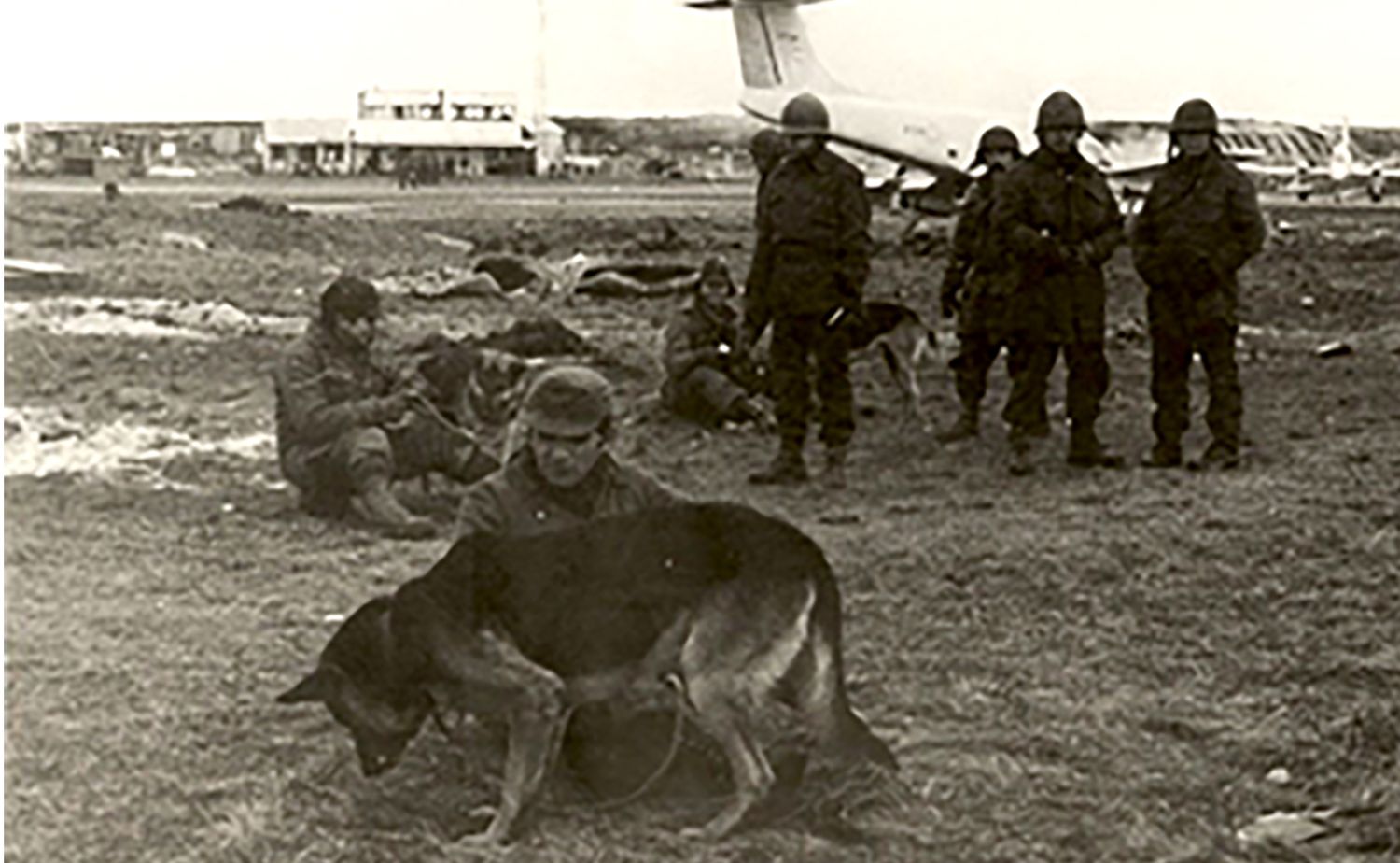 El perro callejero Mortero, un nuevo héroe reconocido de la Guerra de Malvinas.