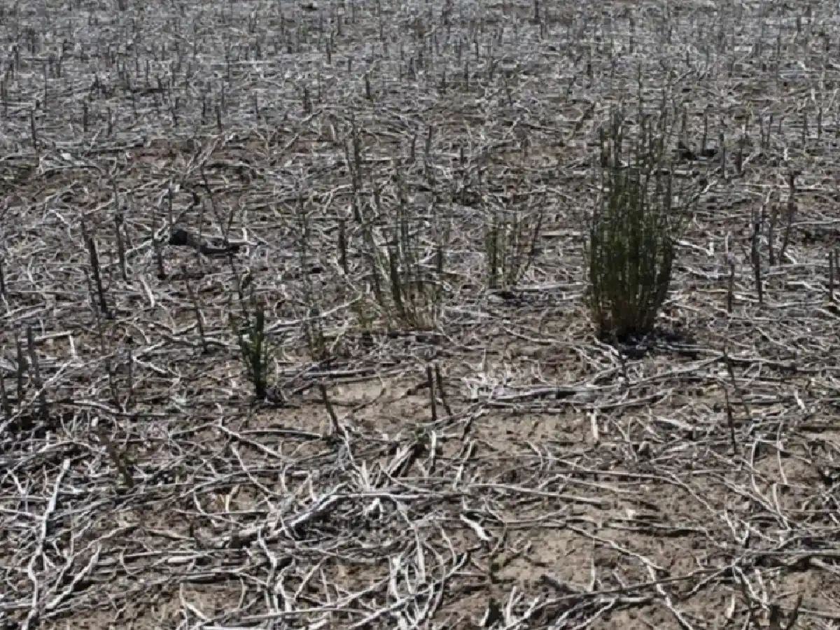 En medio de una sequía histórica, ¿es posible proyectar un 2023 récord en exportaciones?