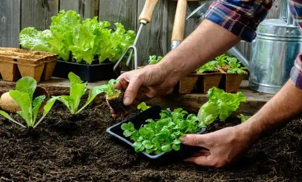 El CAPS San Francisco comenzará con su huerta comunitaria
