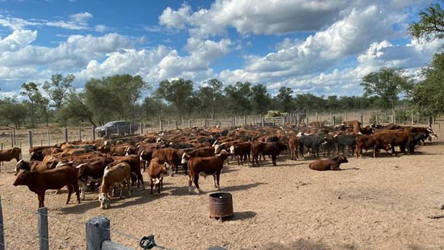 La Justicia santiagueña  imputó al hijo del senador Alperovich en la causa por el robo de 3.500 vacas