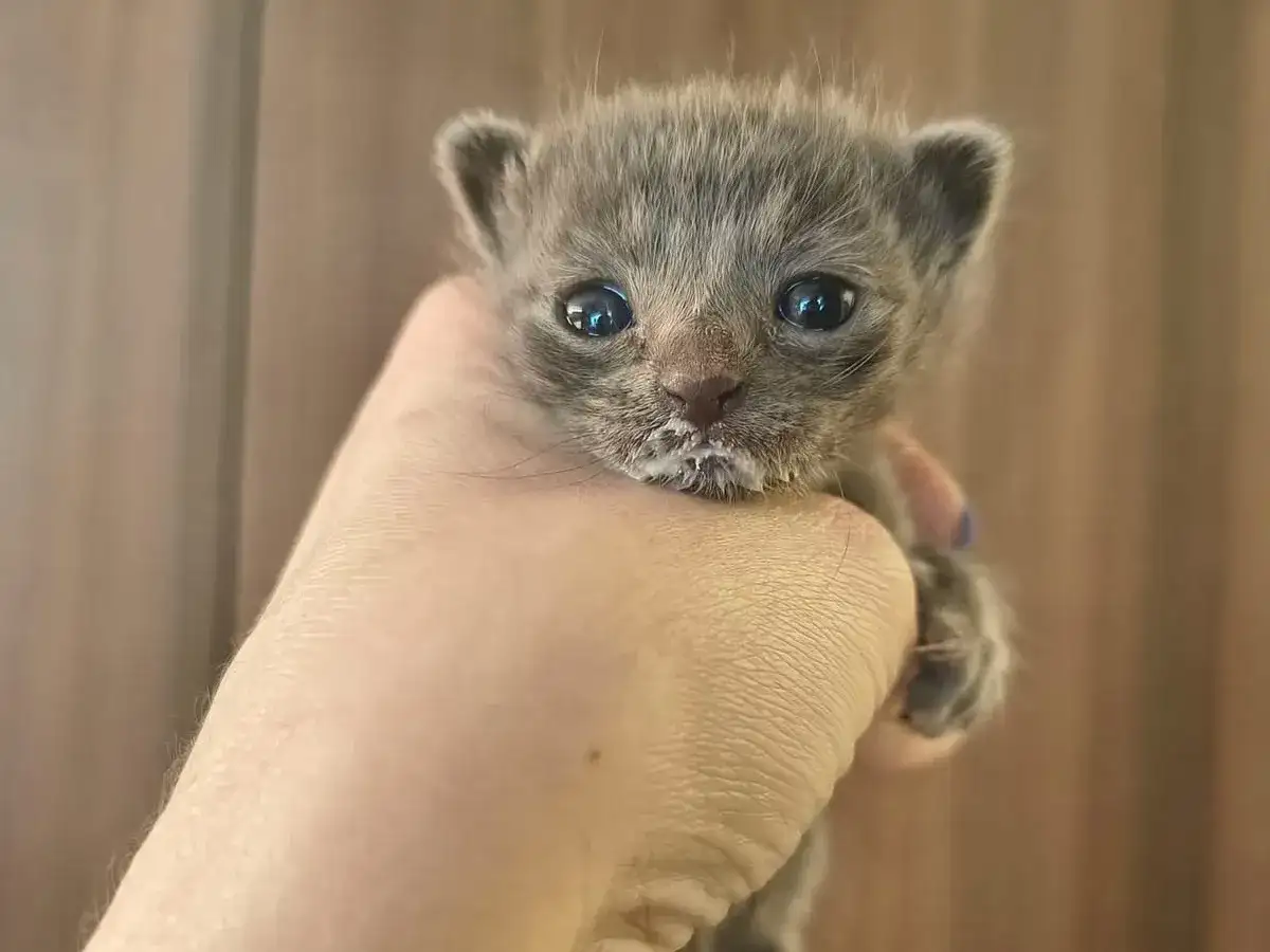 gatito