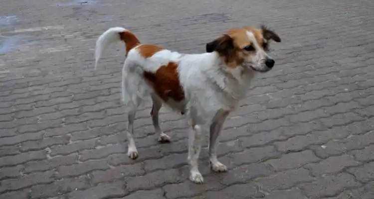 Fiscalía actúa ante denuncia a supermercado chino por matanza de perros para consumo