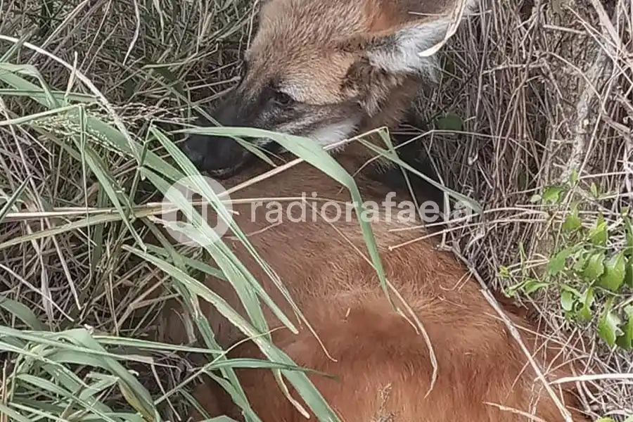 Encontraron otro Aguará Guazú