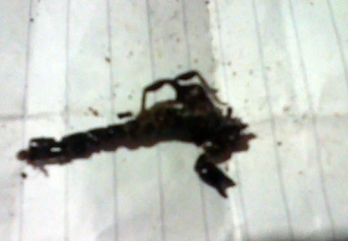 #PeriodistaPorElDía: Vecinos encontraron dos alacranes en su domicilio