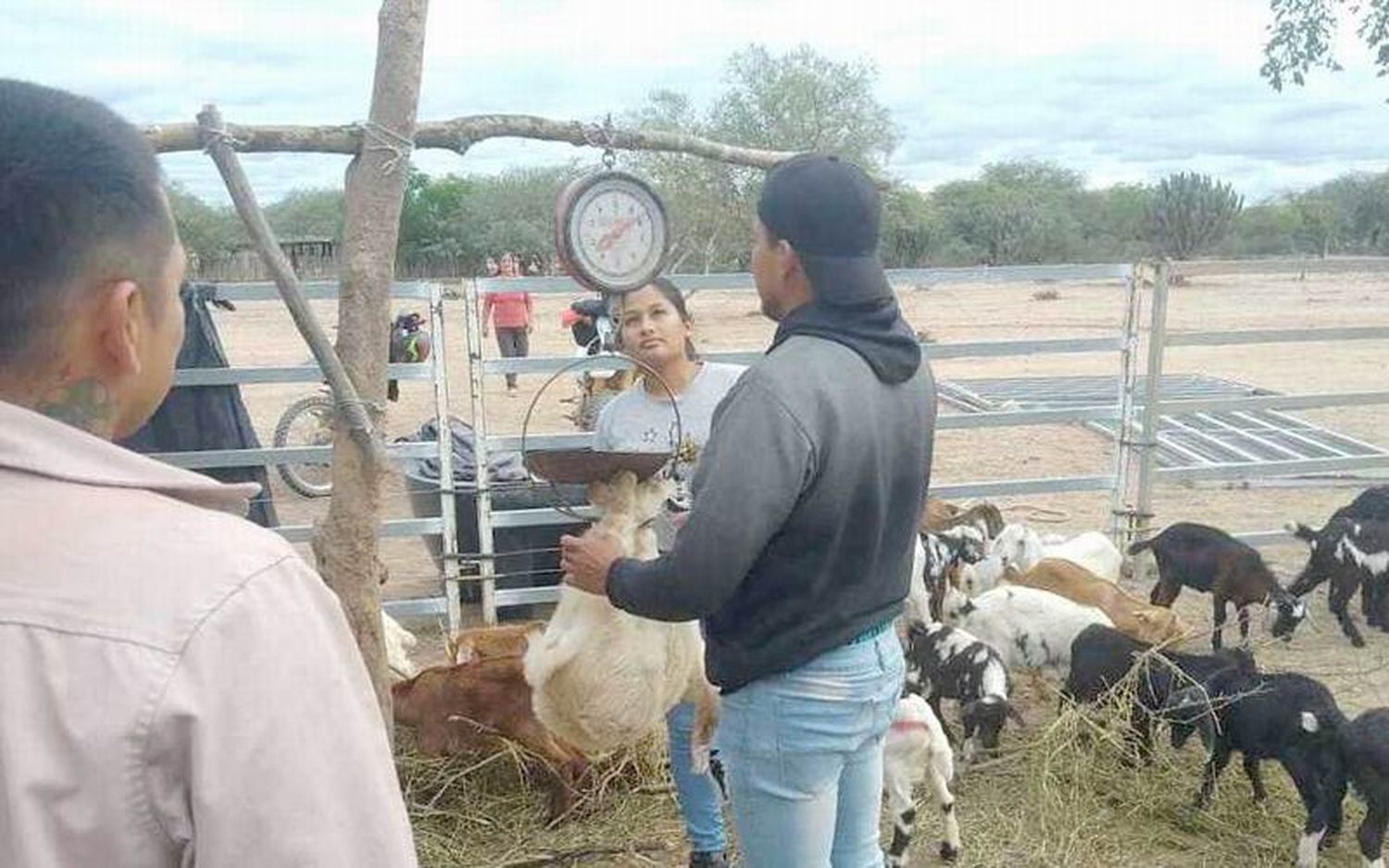 Engorde de caprinos en peladares recuperados